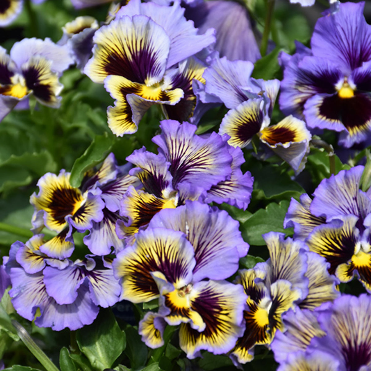 Frizzle Sizzle Yellow (Blue Swirl Pansy) Seeds, 25+ seeds