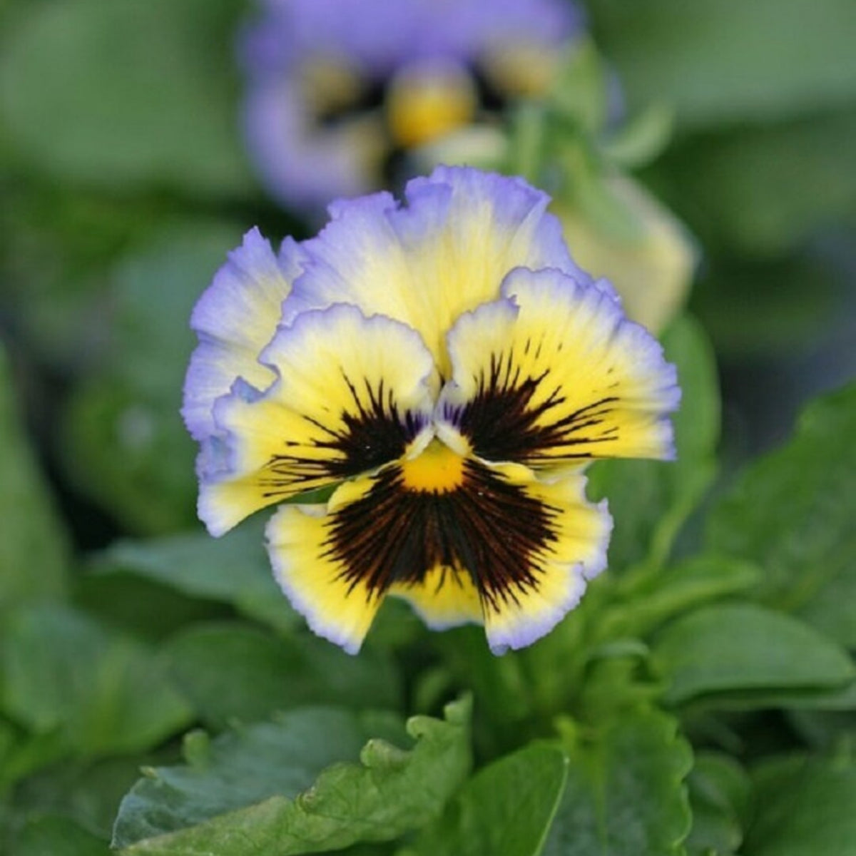 Frizzle Sizzle Yellow (Blue Swirl Pansy) Seeds, 25+ seeds
