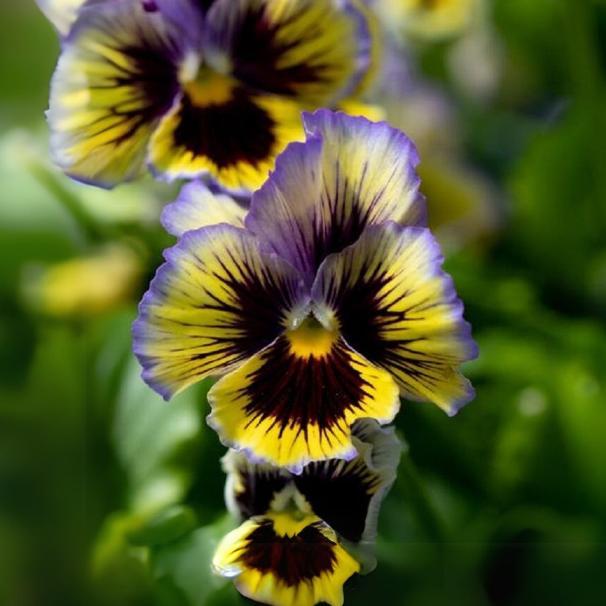 Frizzle Sizzle Yellow (Blue Swirl Pansy) Seeds, 25+ seeds