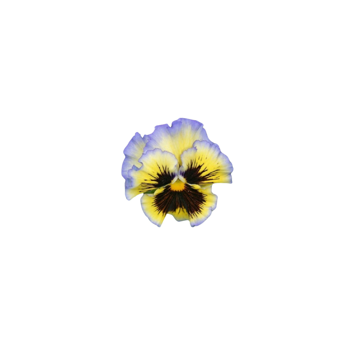 Frizzle Sizzle Yellow (Blue Swirl Pansy) Seeds, 25+ seeds