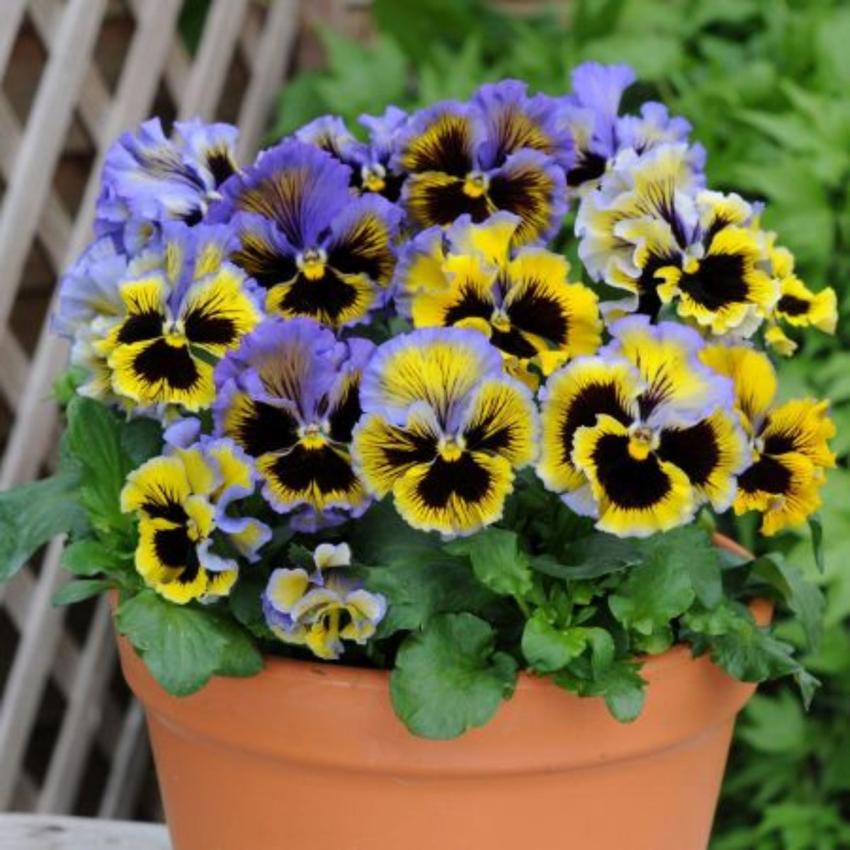 Frizzle Sizzle Yellow (Blue Swirl Pansy) Seeds, 25+ seeds