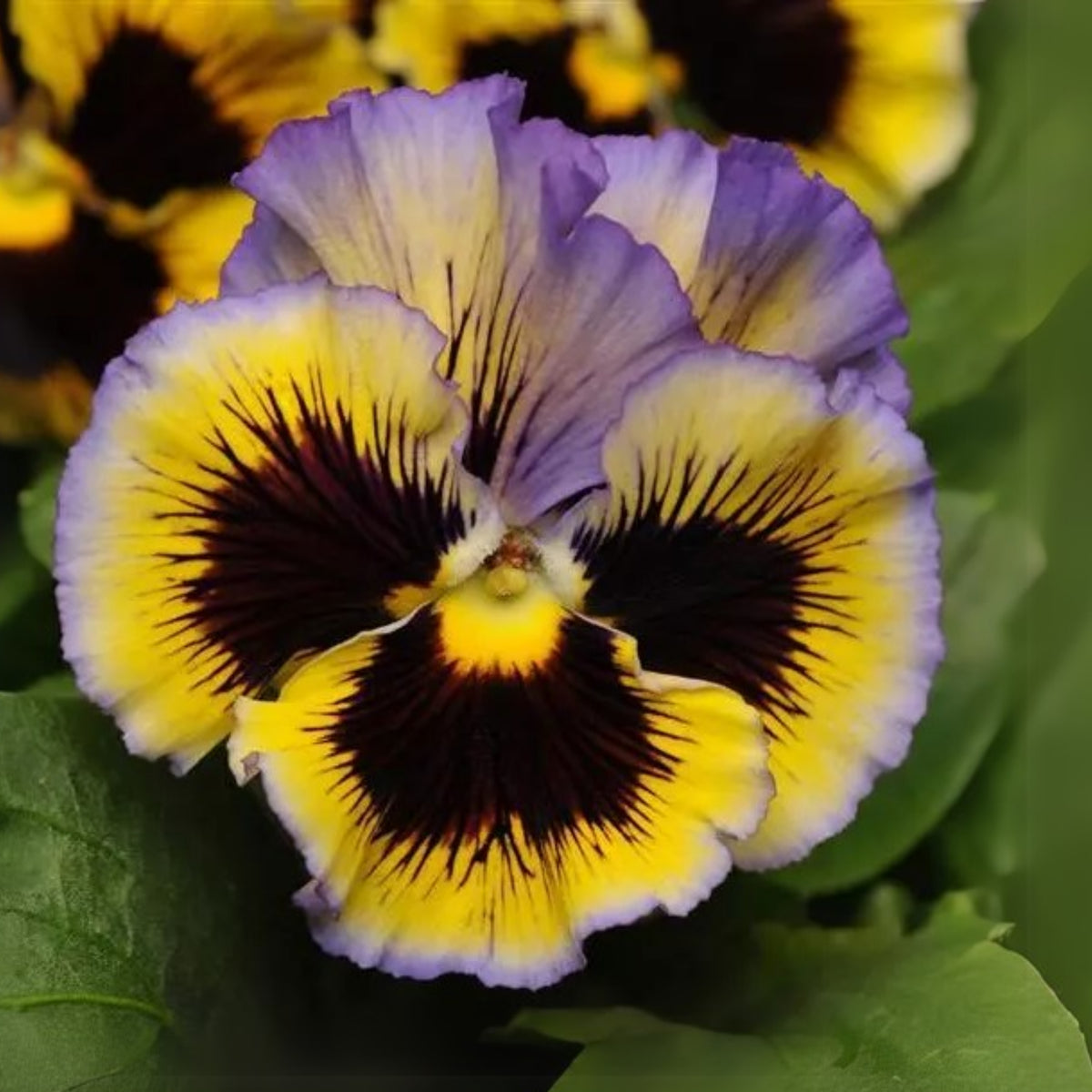 Frizzle Sizzle Yellow (Blue Swirl Pansy) Seeds, 25+ seeds