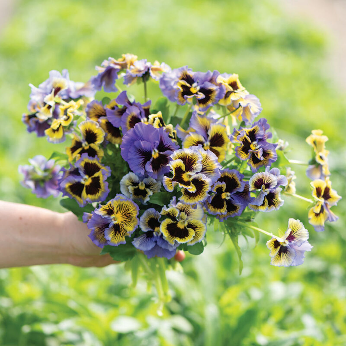 Frizzle Sizzle Yellow (Blue Swirl Pansy) Seeds, 25+ seeds