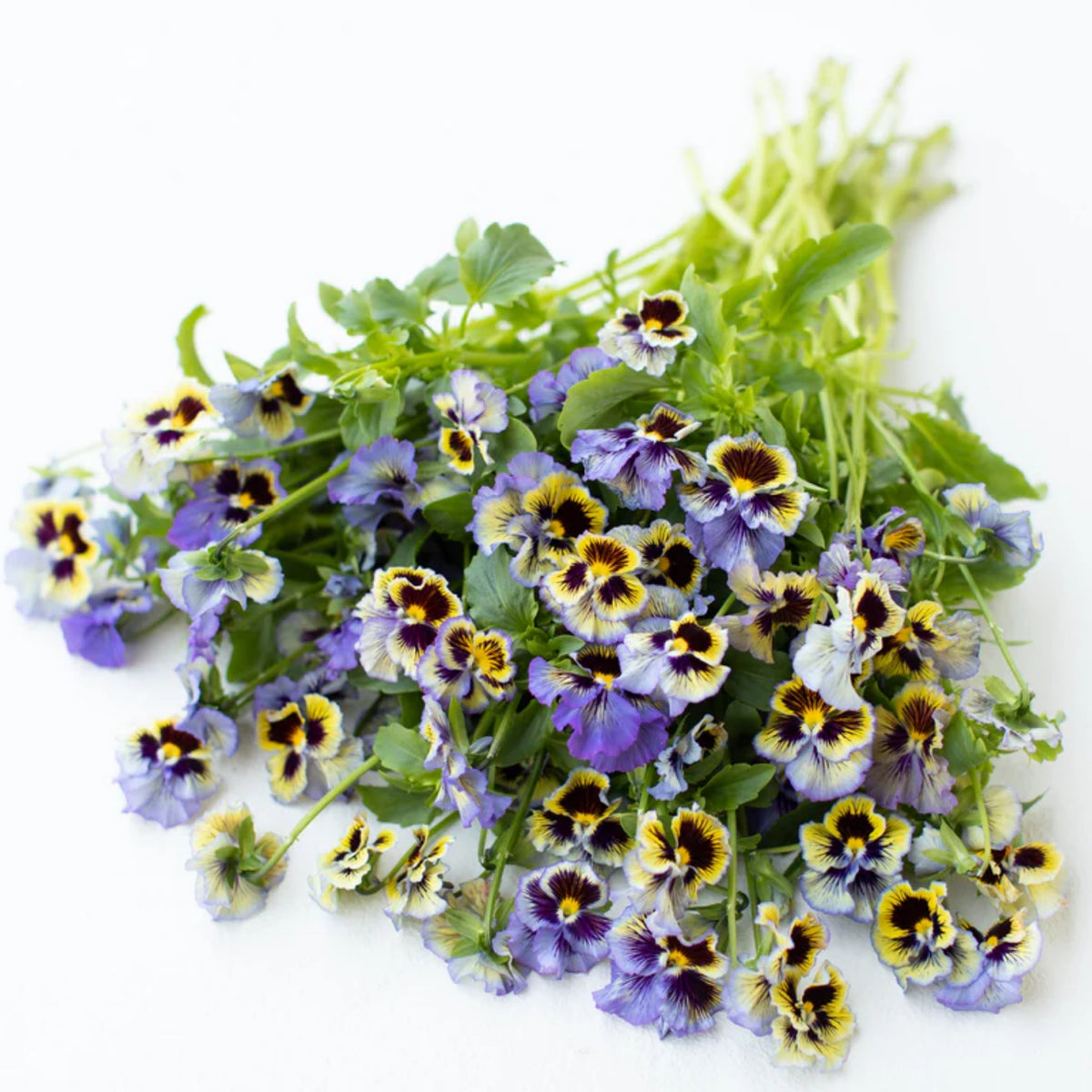 Frizzle Sizzle Yellow (Blue Swirl Pansy) Seeds, 25+ seeds
