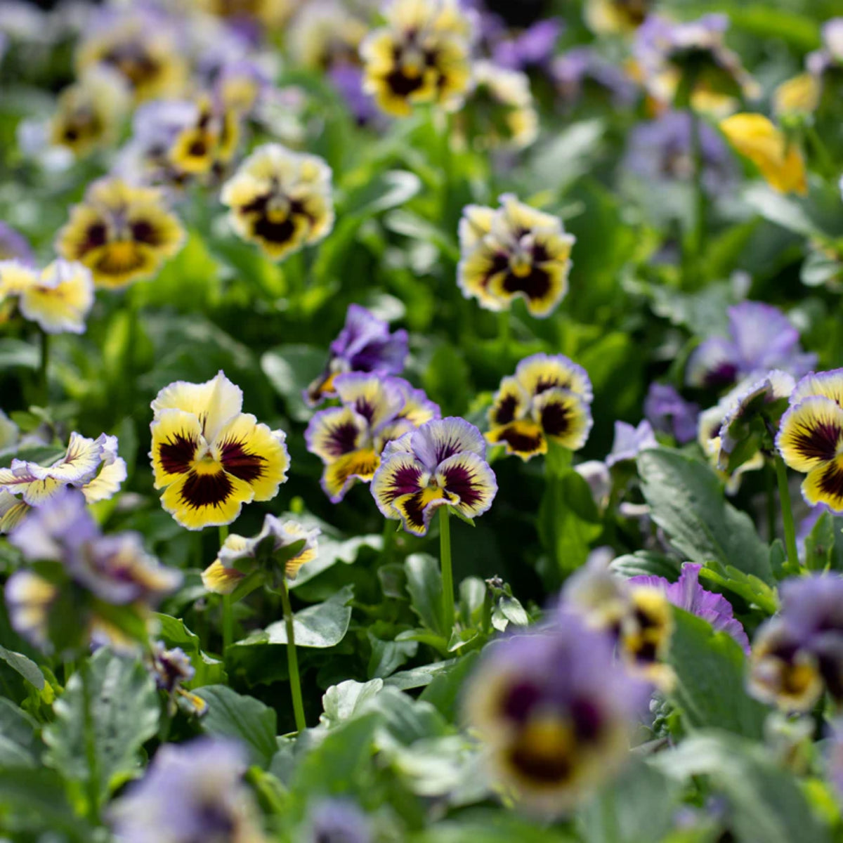 Frizzle Sizzle Yellow (Blue Swirl Pansy) Seeds, 25+ seeds