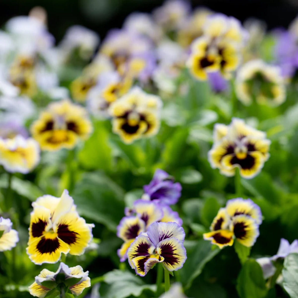 Frizzle Sizzle Yellow (Blue Swirl Pansy) Seeds, 25+ seeds