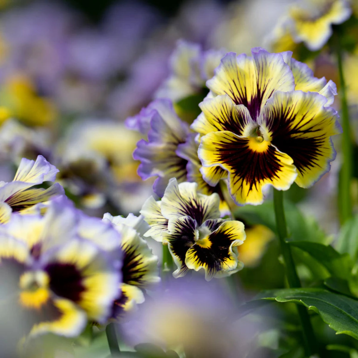 Frizzle Sizzle Yellow (Blue Swirl Pansy) Seeds, 25+ seeds
