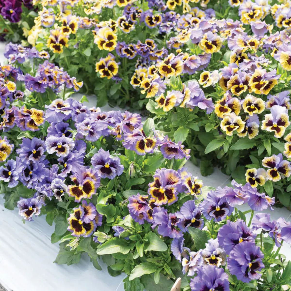 Frizzle Sizzle Yellow (Blue Swirl Pansy) Seeds, 25+ seeds
