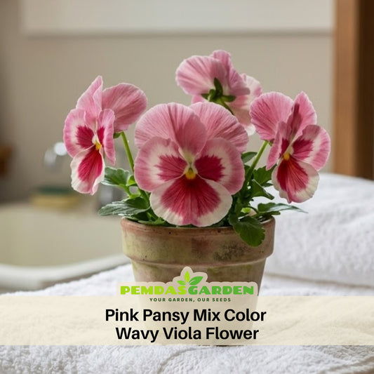 Pink Pansy Mix Color Wavy Viola Flower Seeds, 25+ seeds