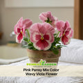 25+ Seeds| Pink Pansy Mix Color Wavy Viola Flower Seeds -Open-Pollinating - Self-Pollinating - Draft Resistant - Plant in Spring #218