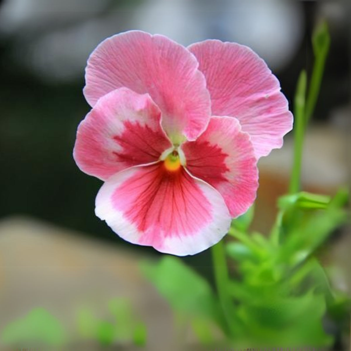 Pink Pansy Mix Color Wavy Viola Flower Seeds, 25+ seeds