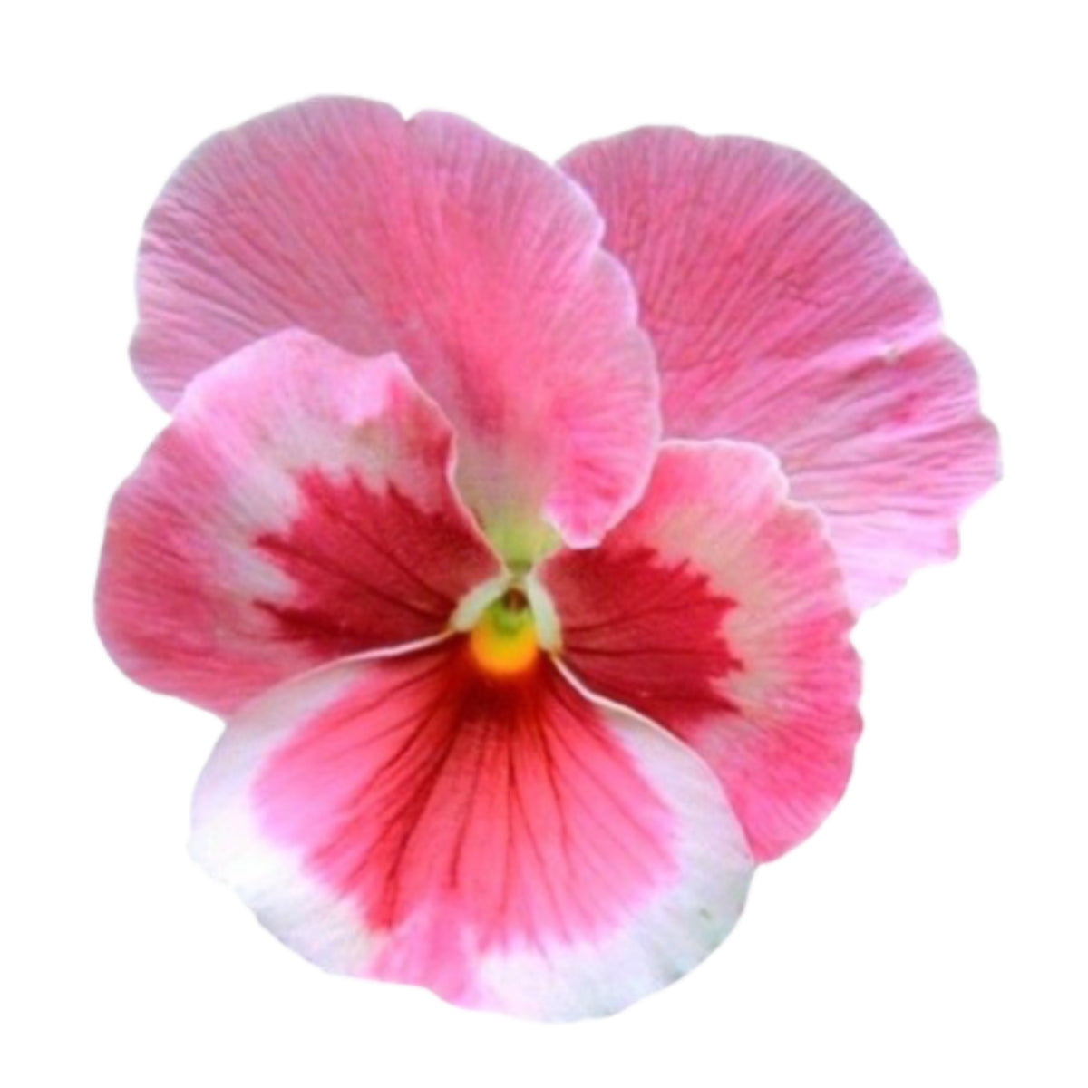 Pink Pansy Mix Color Wavy Viola Flower Seeds, 25+ seeds