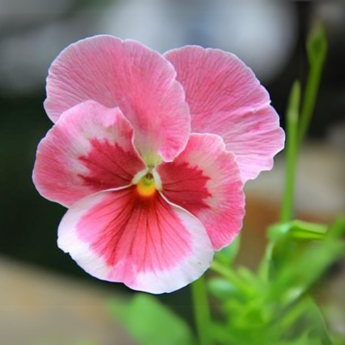 Pink Pansy Mix Color Wavy Viola Flower Seeds, 25+ seeds