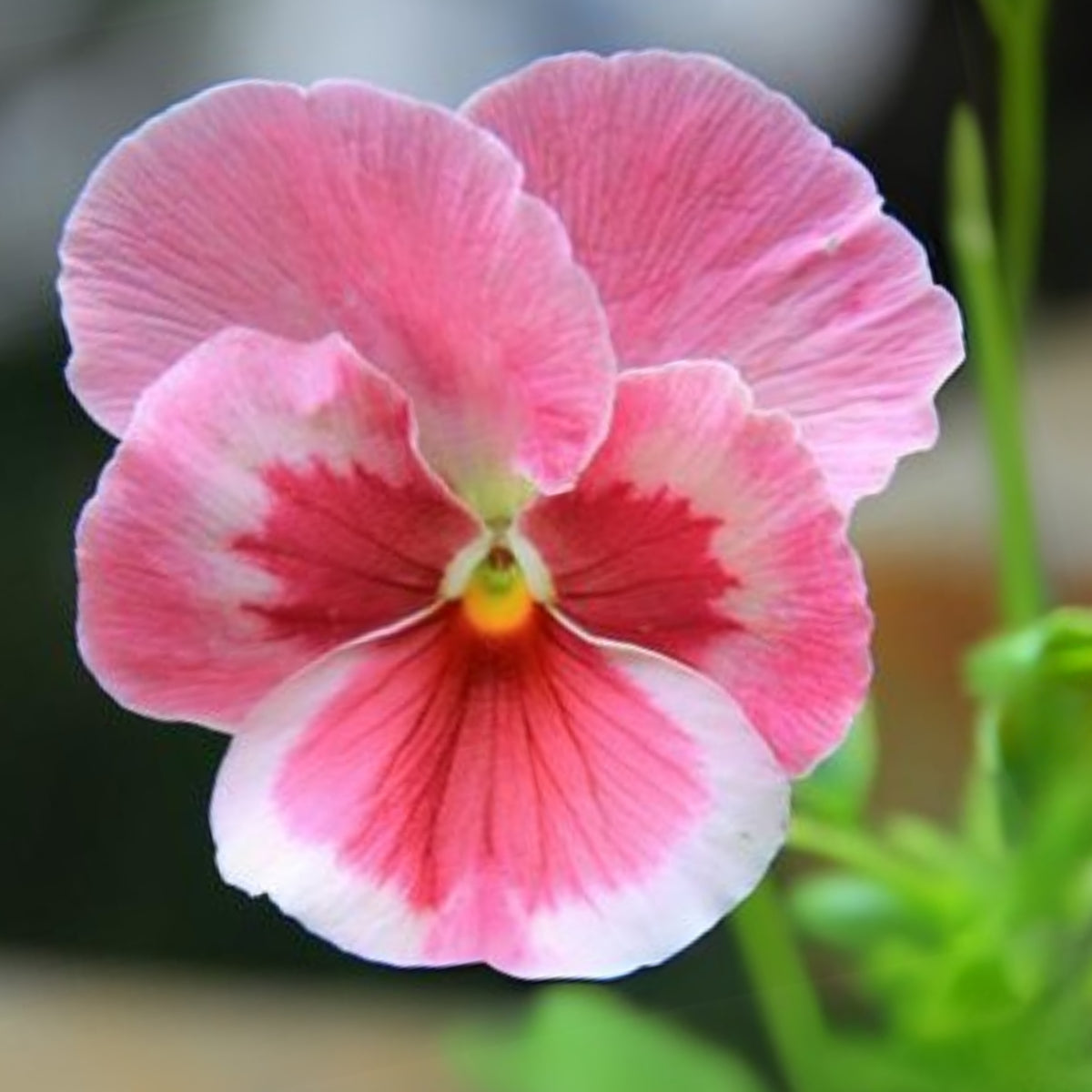 Pink Pansy Mix Color Wavy Viola Flower Seeds, 25+ seeds