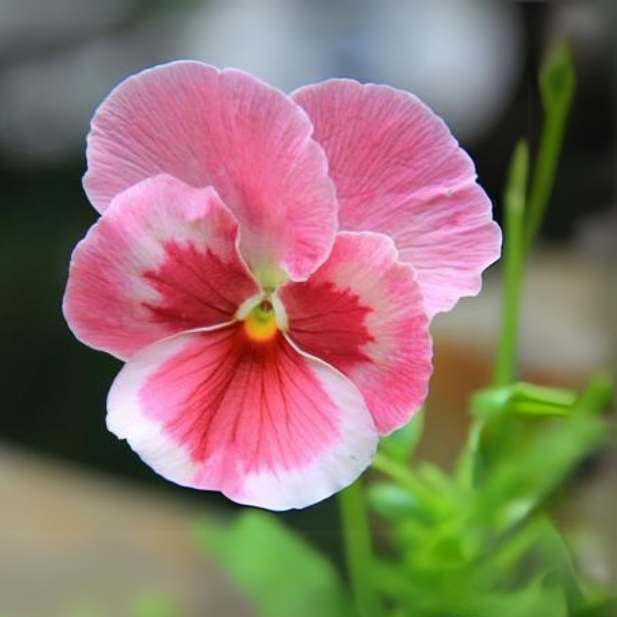 Pink Pansy Mix Color Wavy Viola Flower Seeds, 25+ seeds