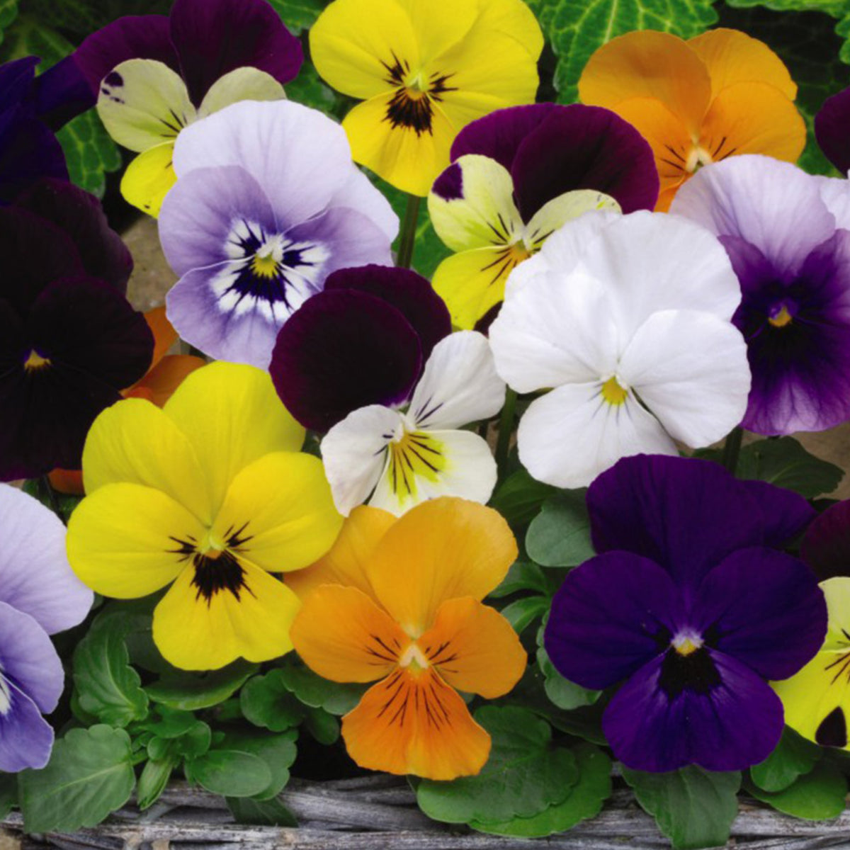 Viola 'Chicky Chicks' Viola Cornuta Seeds - Cold Resistant, 25+ seeds