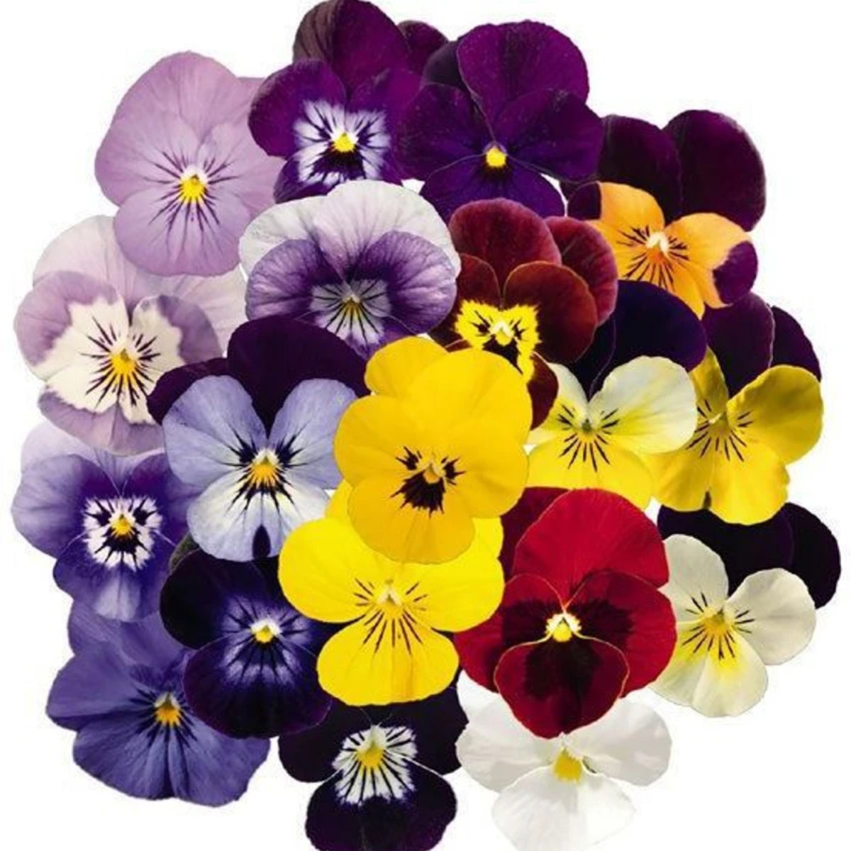 Viola 'Chicky Chicks' Viola Cornuta Seeds - Cold Resistant, 25+ seeds