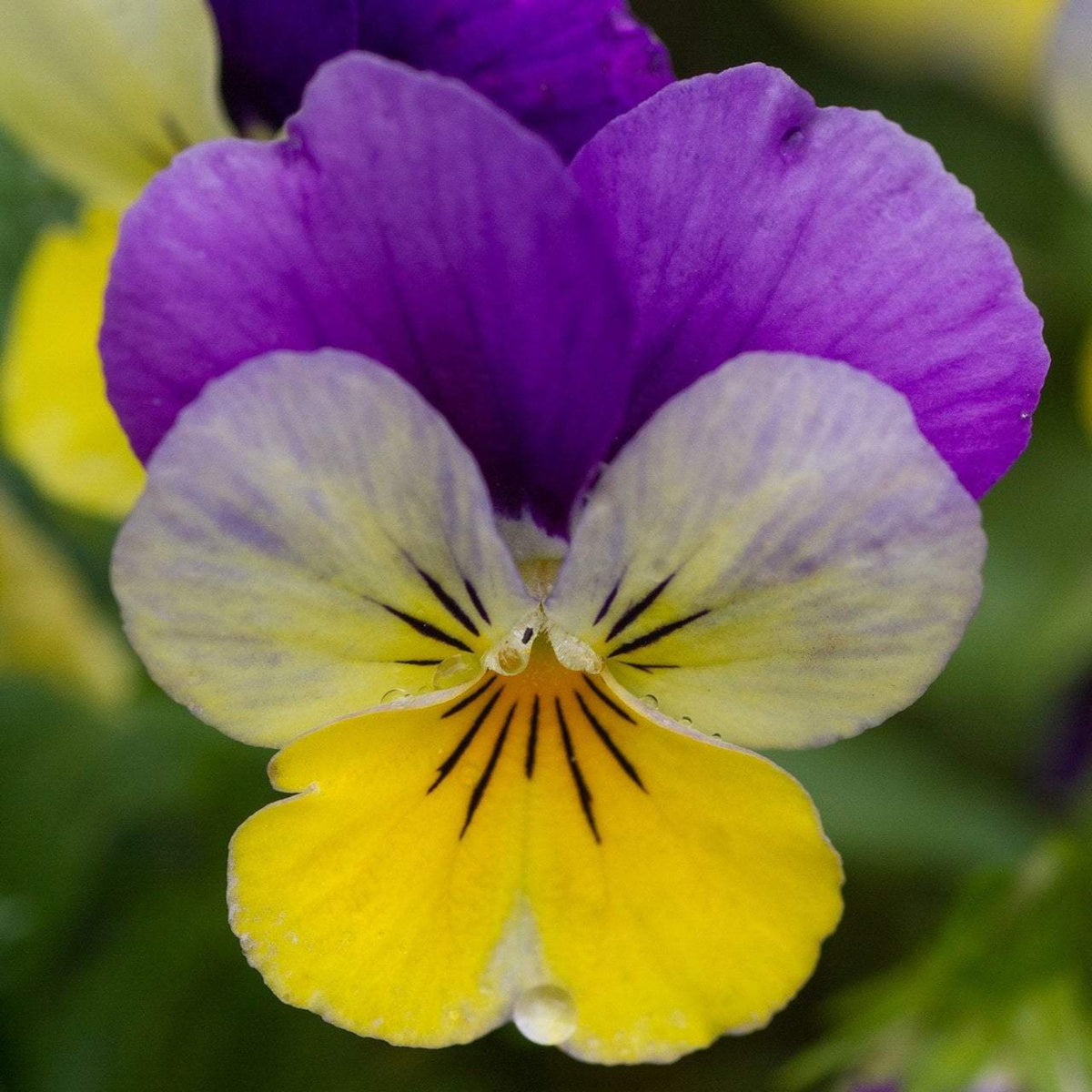 Viola 'Chicky Chicks' Viola Cornuta Seeds - Cold Resistant, 25+ seeds