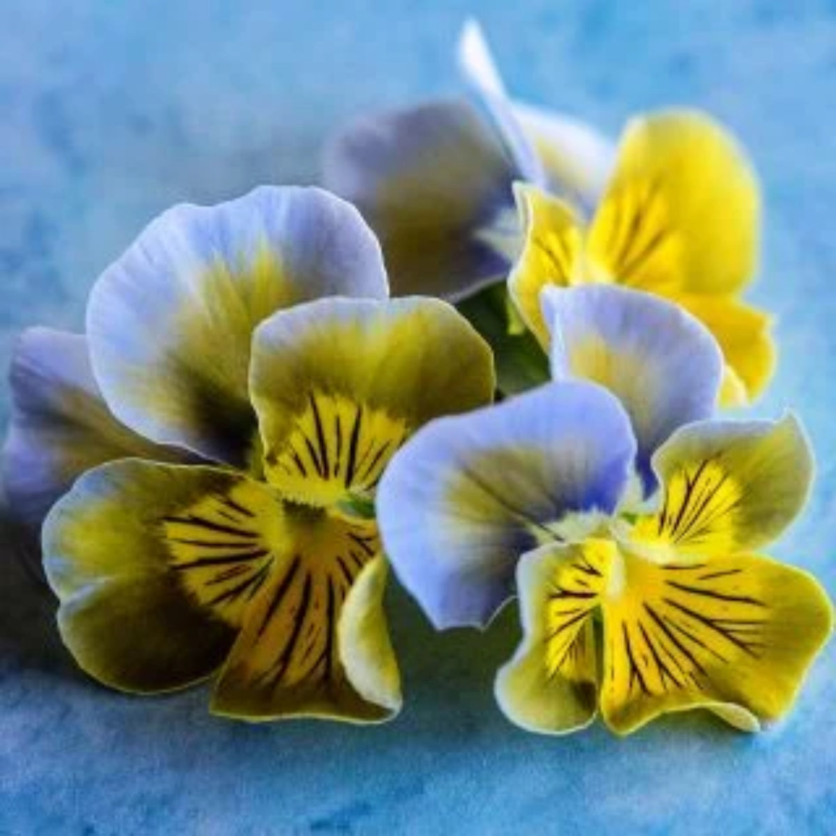 Viola 'Chicky Chicks' Viola Cornuta Seeds - Cold Resistant, 25+ seeds