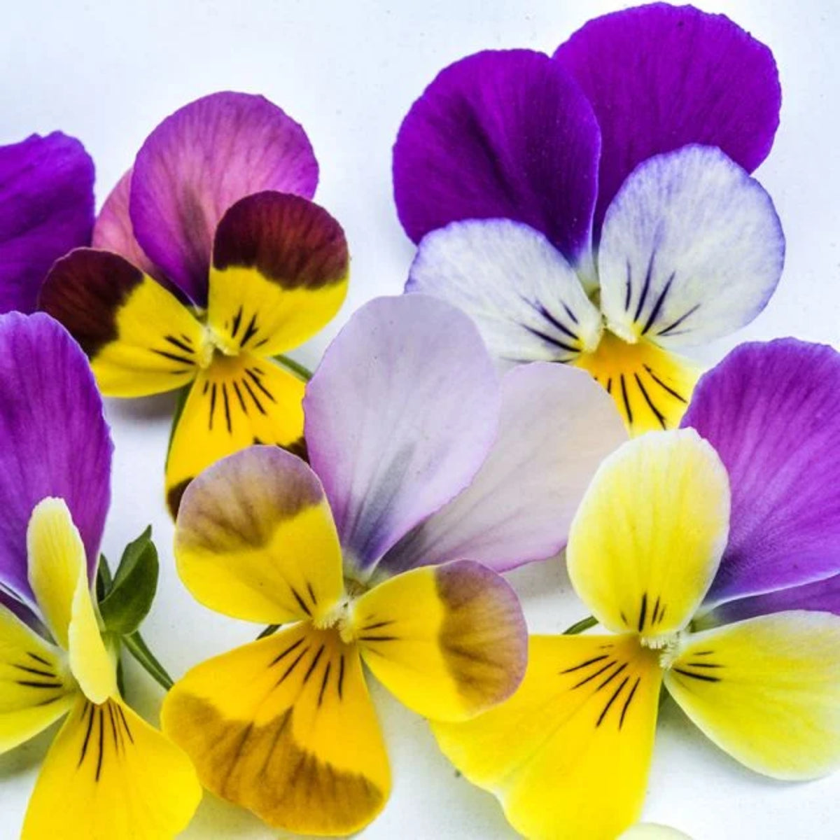 Viola 'Chicky Chicks' Viola Cornuta Seeds - Cold Resistant, 25+ seeds