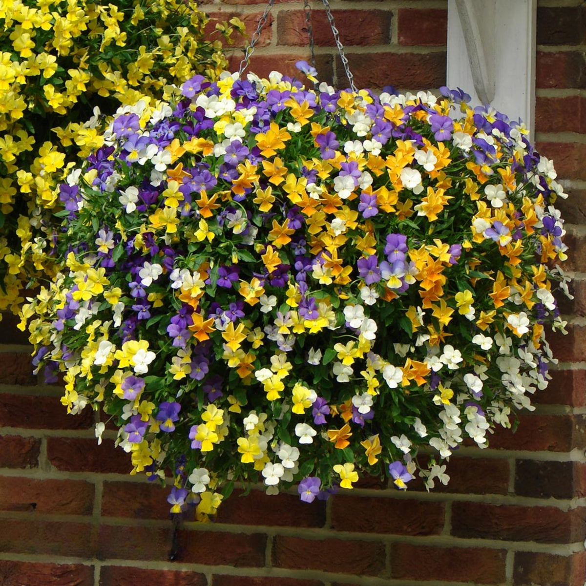 Viola 'Chicky Chicks' Viola Cornuta Seeds - Cold Resistant, 25+ seeds