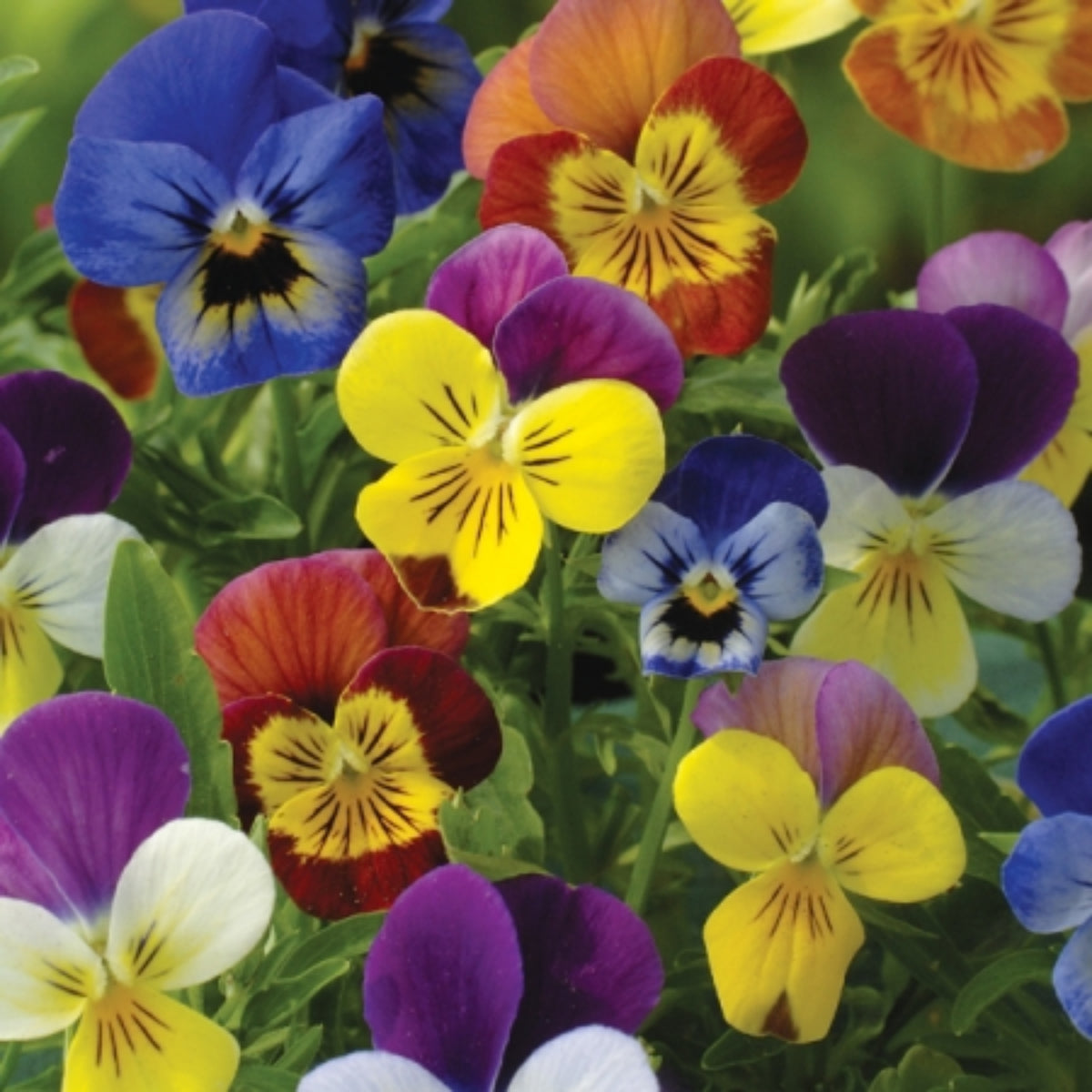 Viola 'Chicky Chicks' Viola Cornuta Seeds - Cold Resistant, 25+ seeds