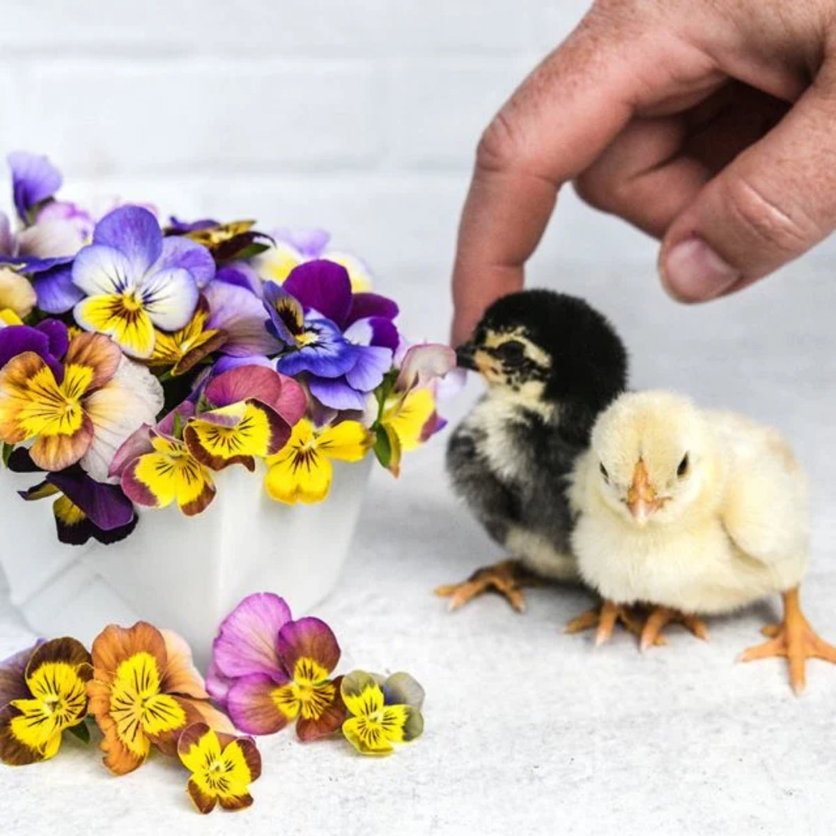 Viola 'Chicky Chicks' Viola Cornuta Seeds - Cold Resistant, 25+ seeds