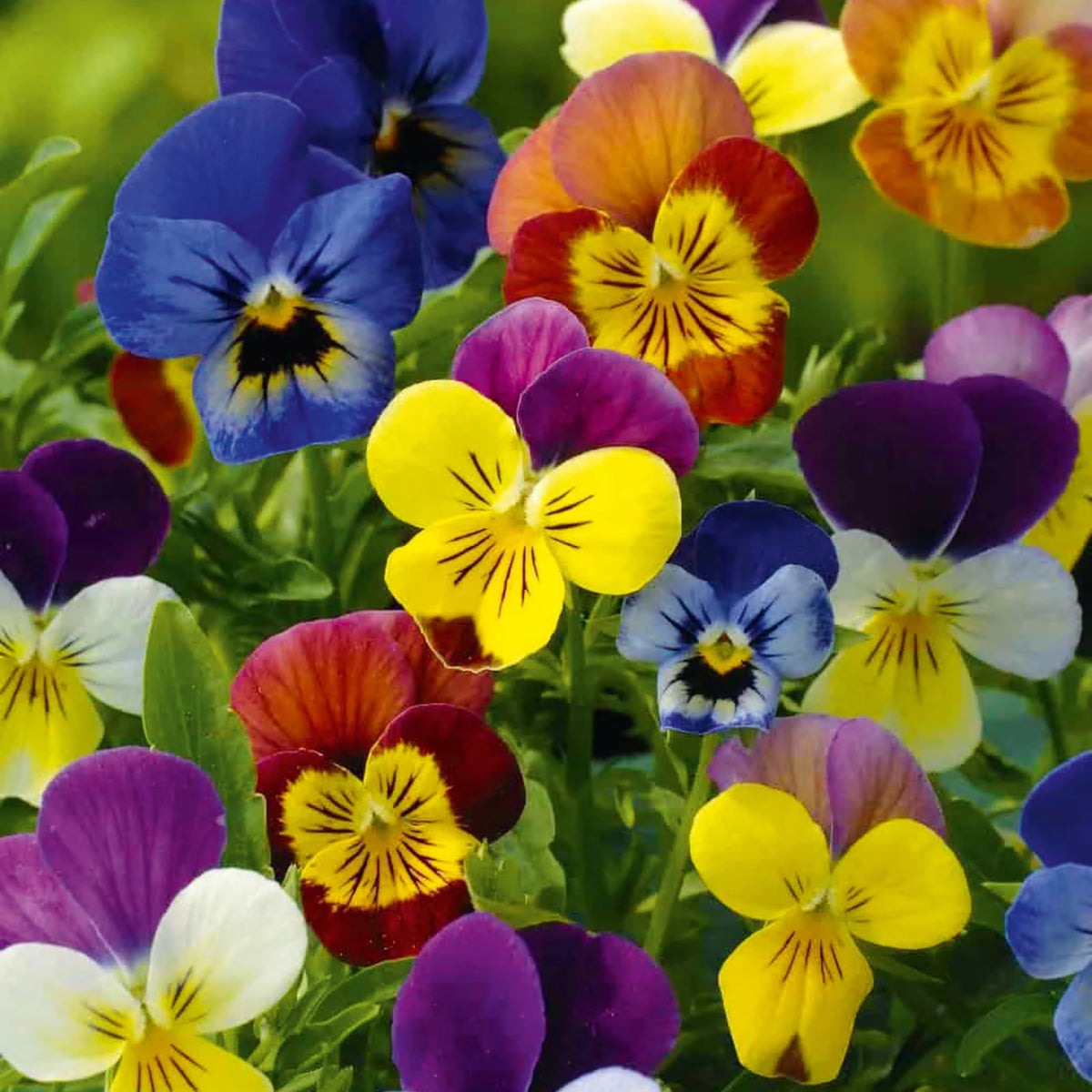 Viola 'Chicky Chicks' Viola Cornuta Seeds - Cold Resistant, 25+ seeds