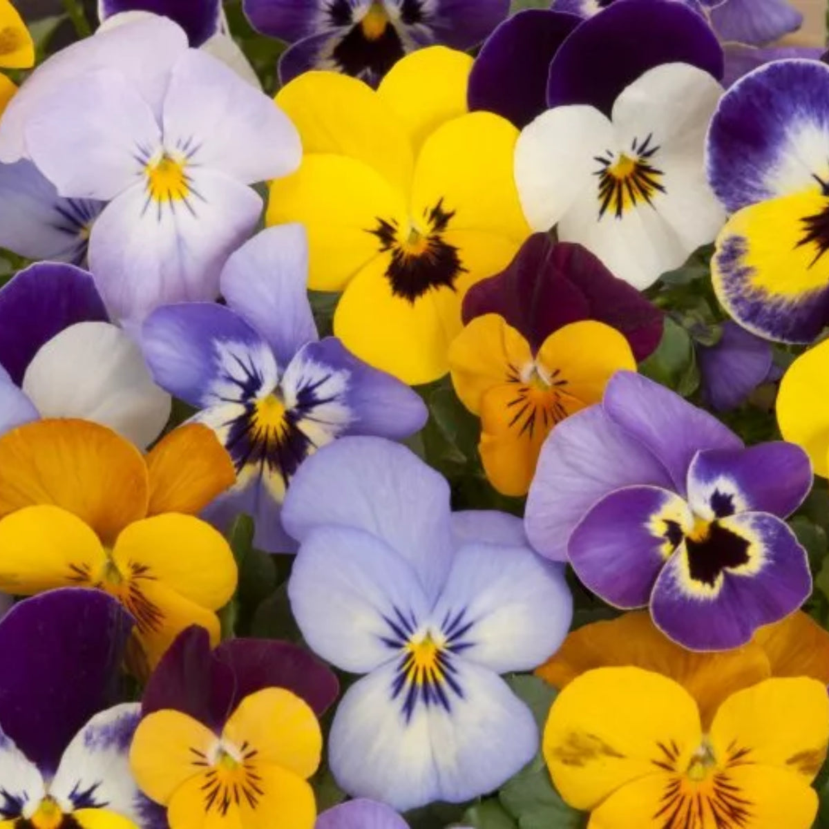 Viola 'Chicky Chicks' Viola Cornuta Seeds - Cold Resistant, 25+ seeds