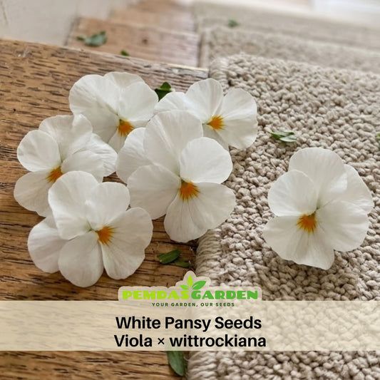 White Pansy Seeds Viola × Wittrockiana Seeds, 25+ seeds