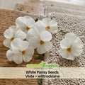 25+ Seeds| White Pansy Seeds Viola × wittrockiana Seeds - Cold Resistant - Draft Resistant - Plant in late Spring #220
