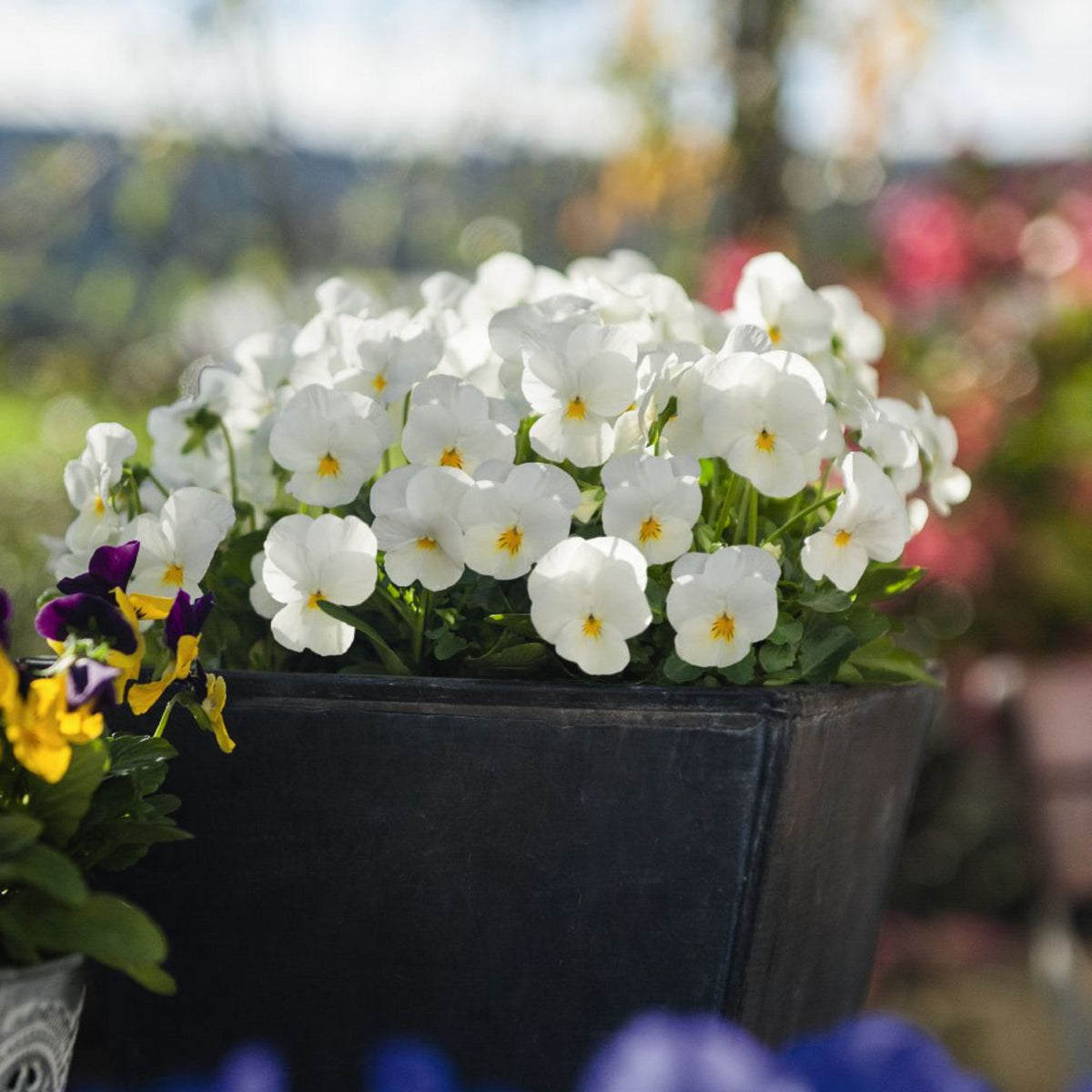 White Pansy Seeds Viola × Wittrockiana Seeds, 25+ seeds