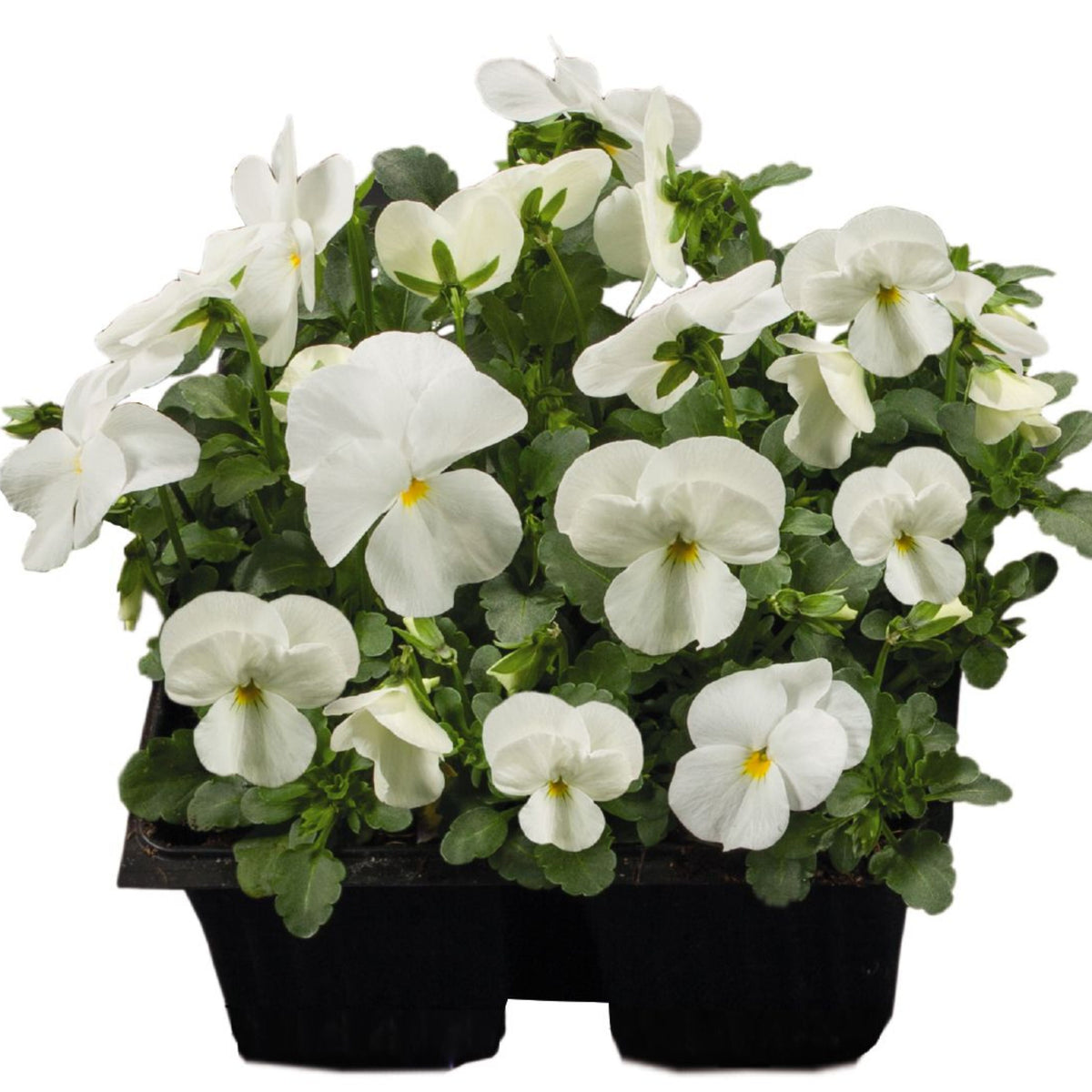 White Pansy Seeds Viola × Wittrockiana Seeds, 25+ seeds