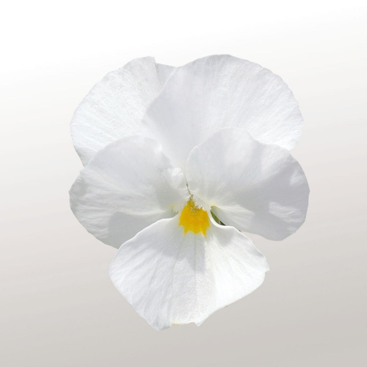 White Pansy Seeds Viola × Wittrockiana Seeds, 25+ seeds