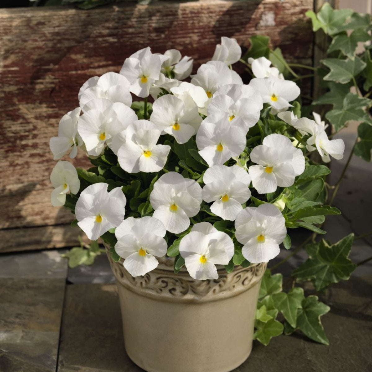 White Pansy Seeds Viola × Wittrockiana Seeds, 25+ seeds