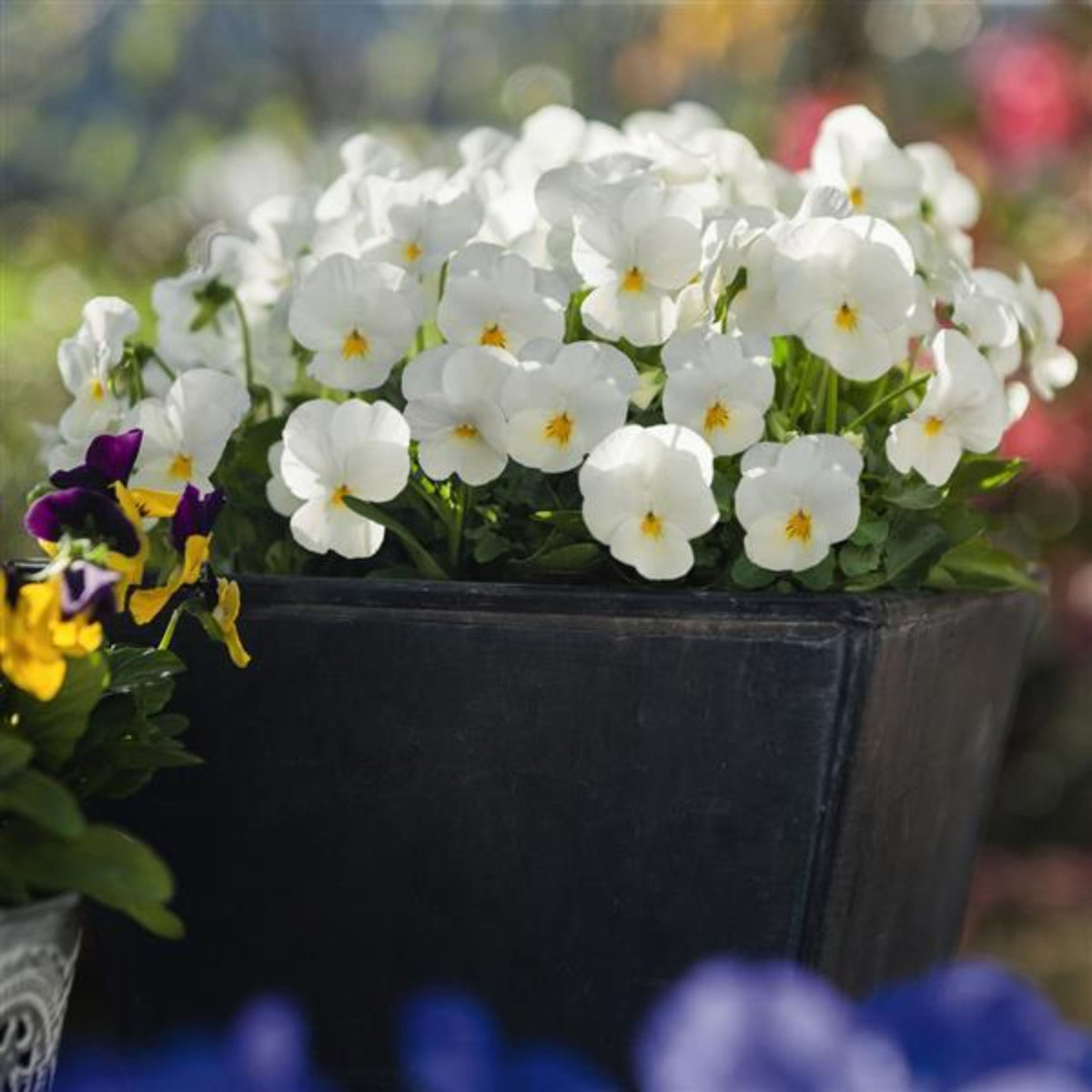 White Pansy Seeds Viola × Wittrockiana Seeds, 25+ seeds