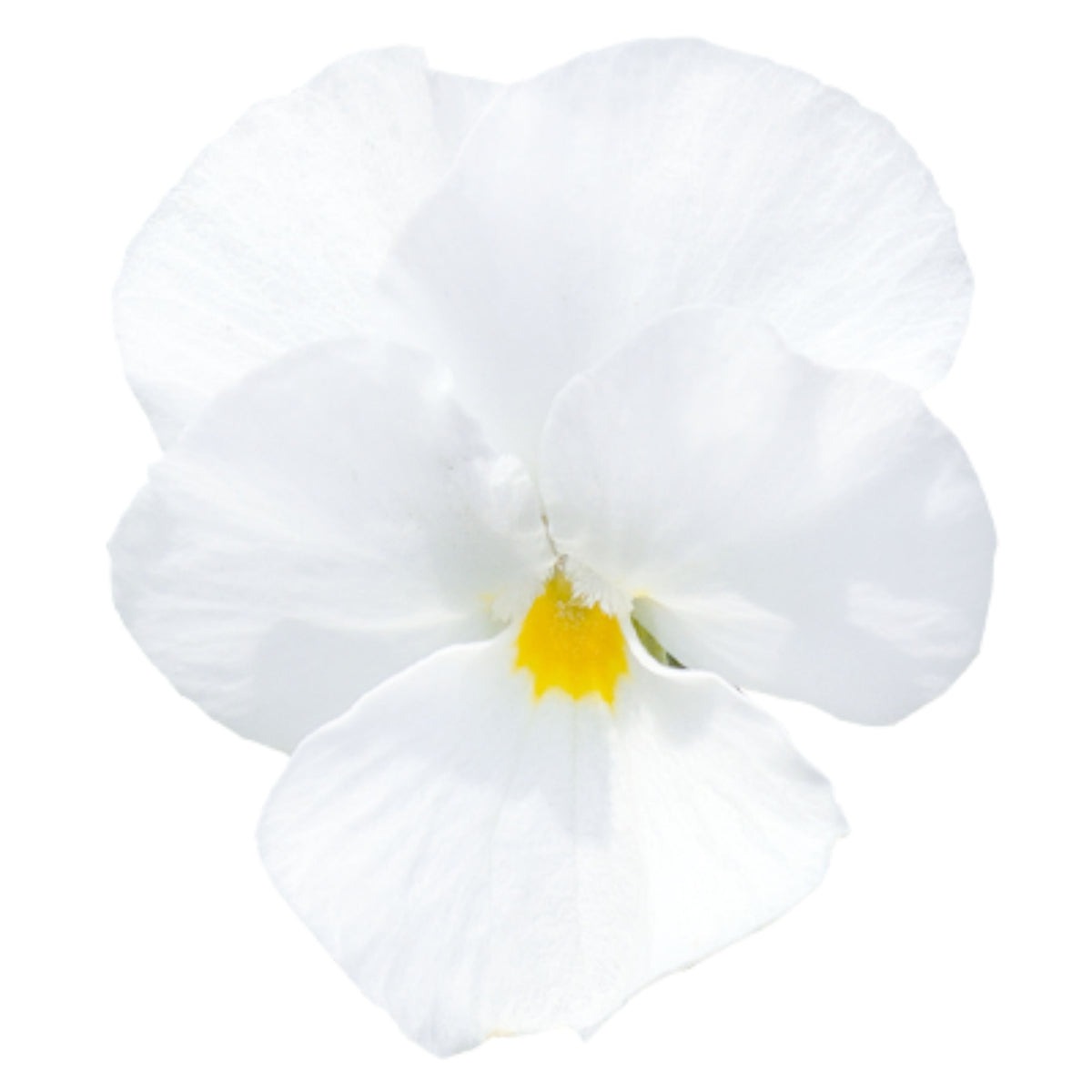 White Pansy Seeds Viola × Wittrockiana Seeds, 25+ seeds
