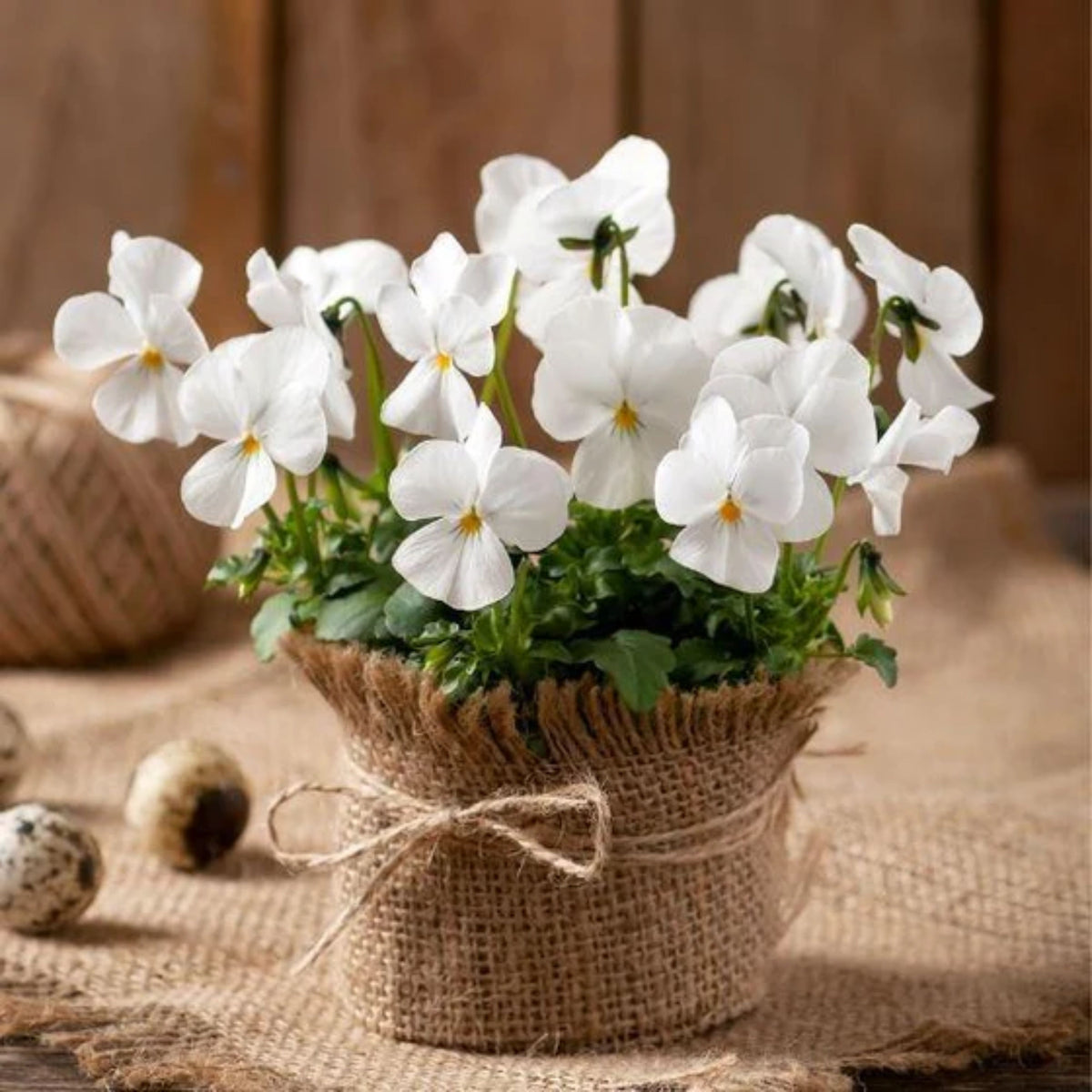White Pansy Seeds Viola × Wittrockiana Seeds, 25+ seeds