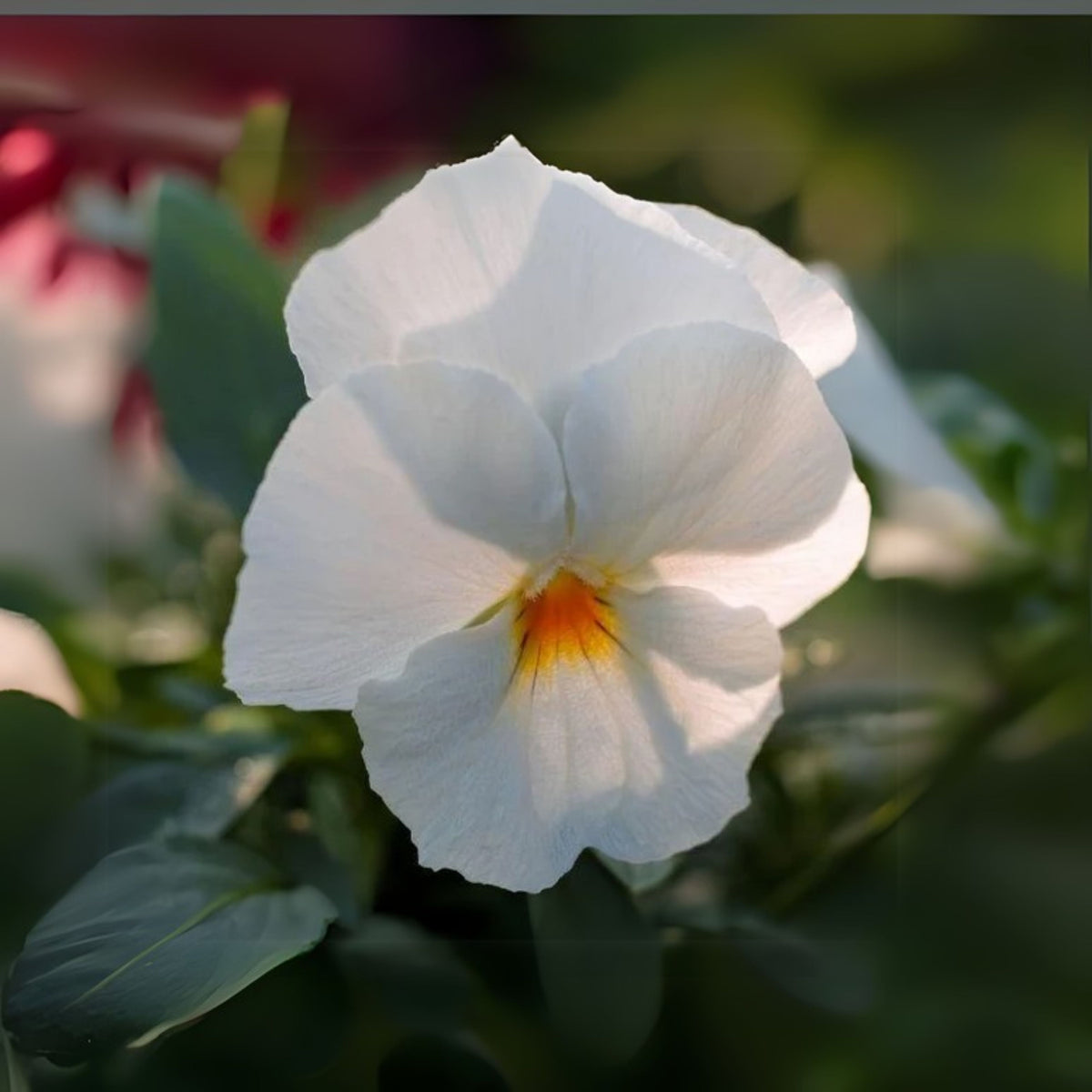 White Pansy Seeds Viola × Wittrockiana Seeds, 25+ seeds