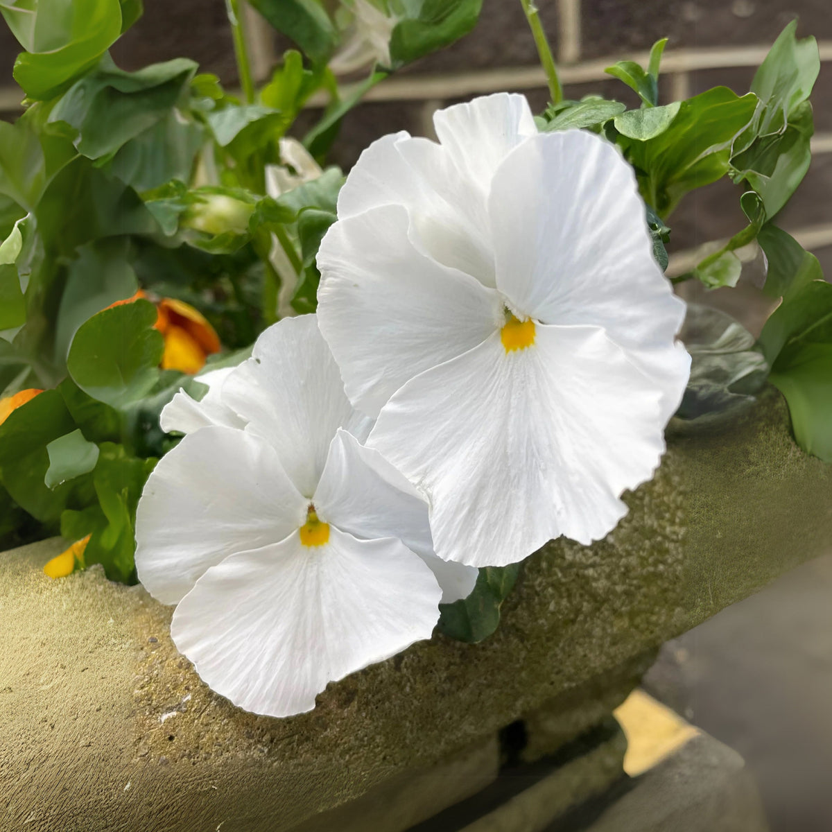 White Pansy Seeds Viola × Wittrockiana Seeds, 25+ seeds