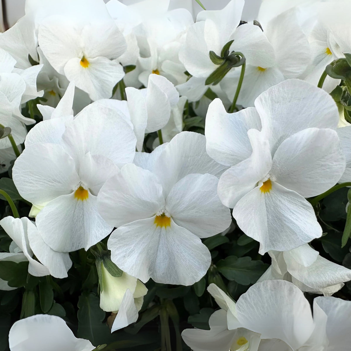 White Pansy Seeds Viola × Wittrockiana Seeds, 25+ seeds
