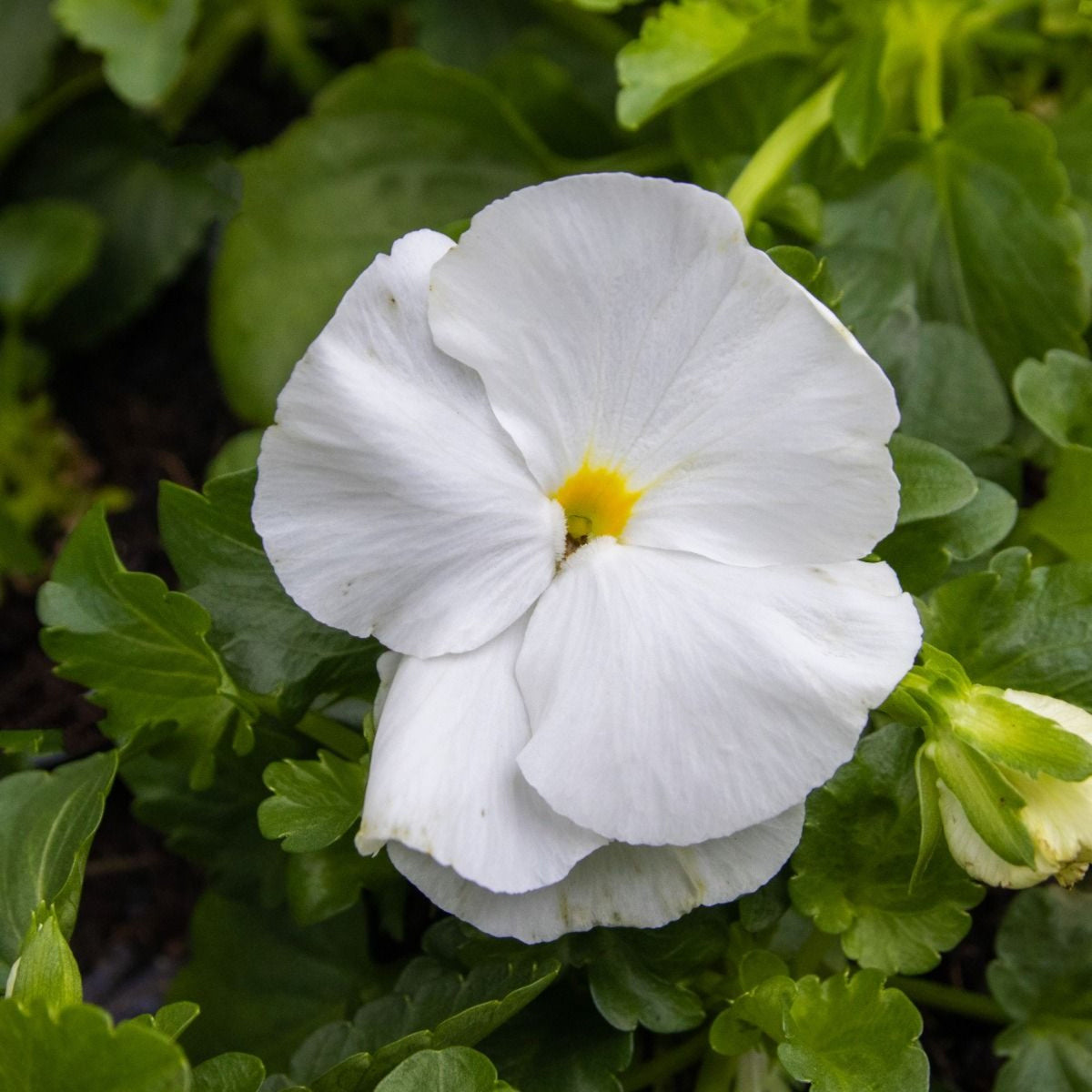 White Pansy Seeds Viola × Wittrockiana Seeds, 25+ seeds