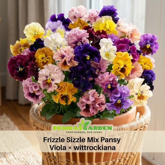Frizzle Sizzle Mix Pansy Viola × Wittrockiana Seeds, 25+ seeds