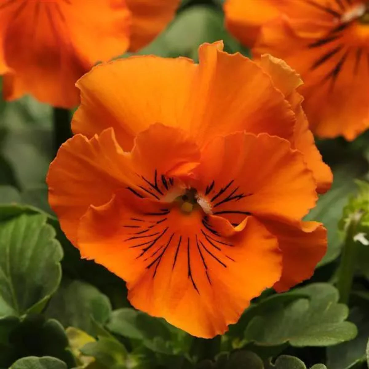 Frizzle Sizzle Mix Pansy Viola × Wittrockiana Seeds, 25+ seeds
