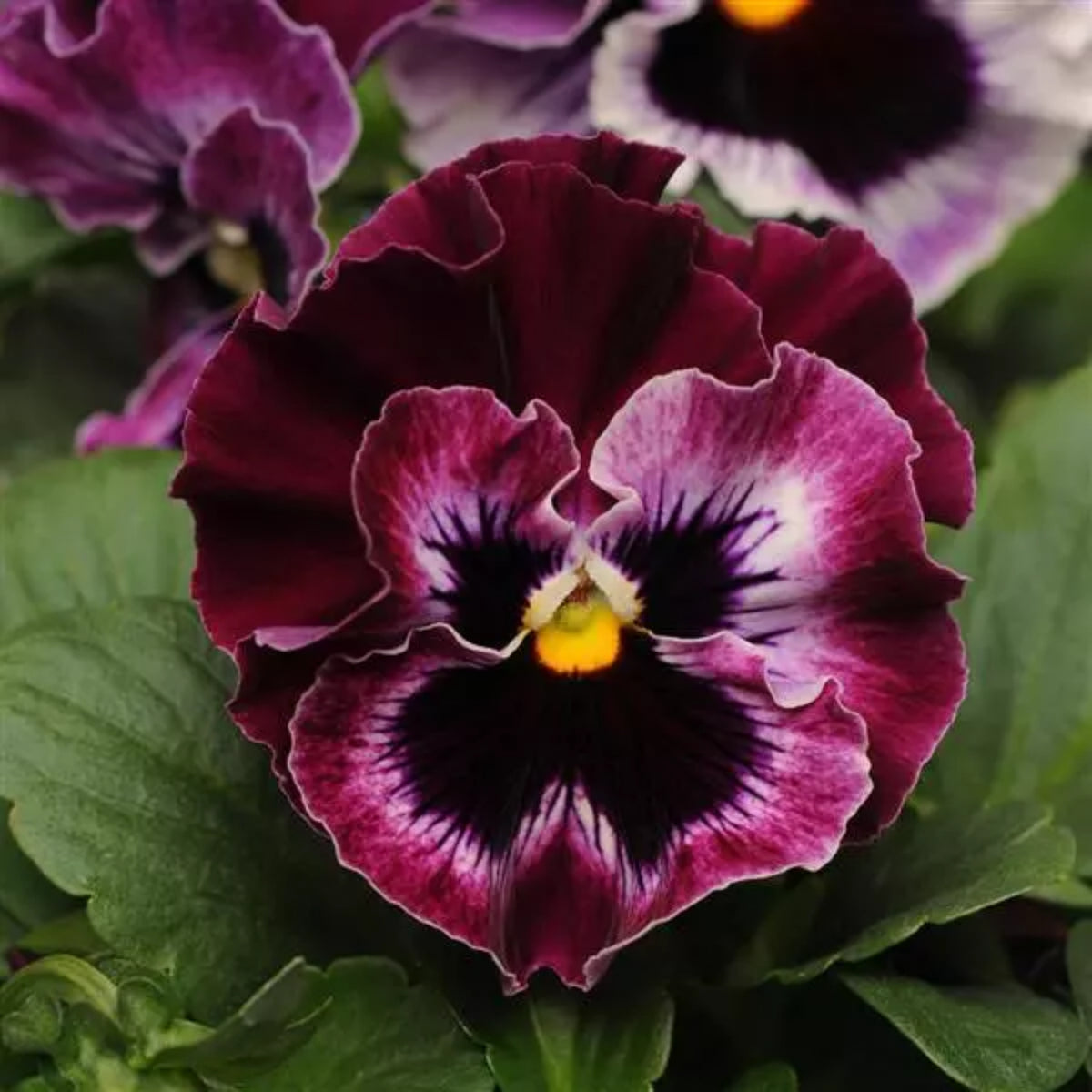 Frizzle Sizzle Mix Pansy Viola × Wittrockiana Seeds, 25+ seeds