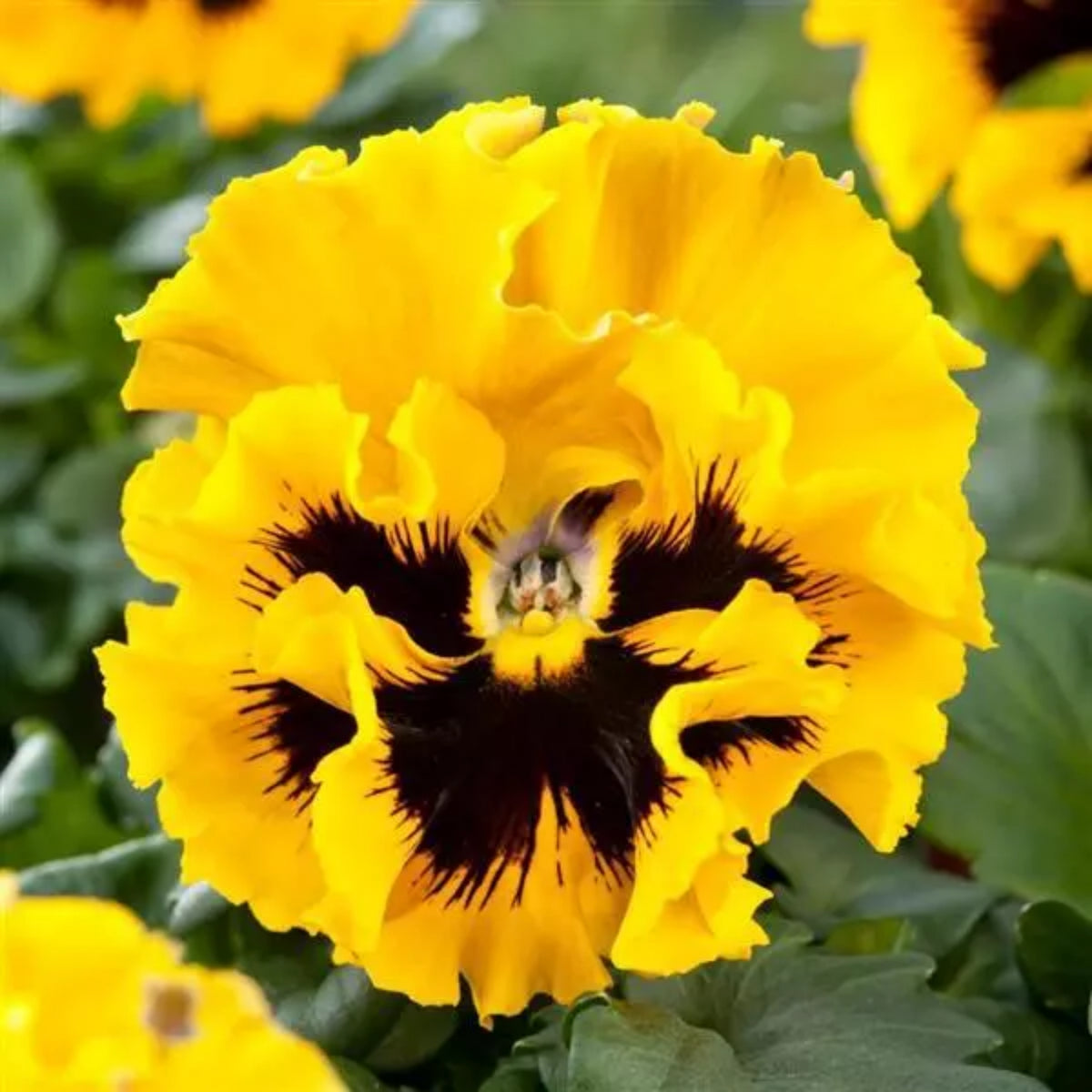 Frizzle Sizzle Mix Pansy Viola × Wittrockiana Seeds, 25+ seeds