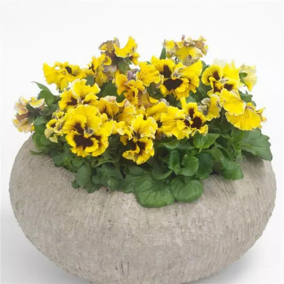 Frizzle Sizzle Mix Pansy Viola × Wittrockiana Seeds, 25+ seeds