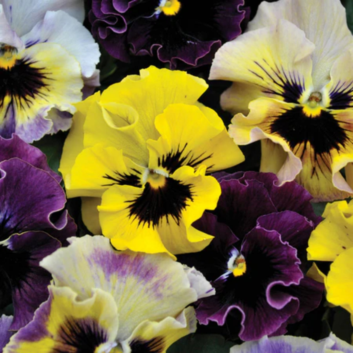Frizzle Sizzle Mix Pansy Viola × Wittrockiana Seeds, 25+ seeds
