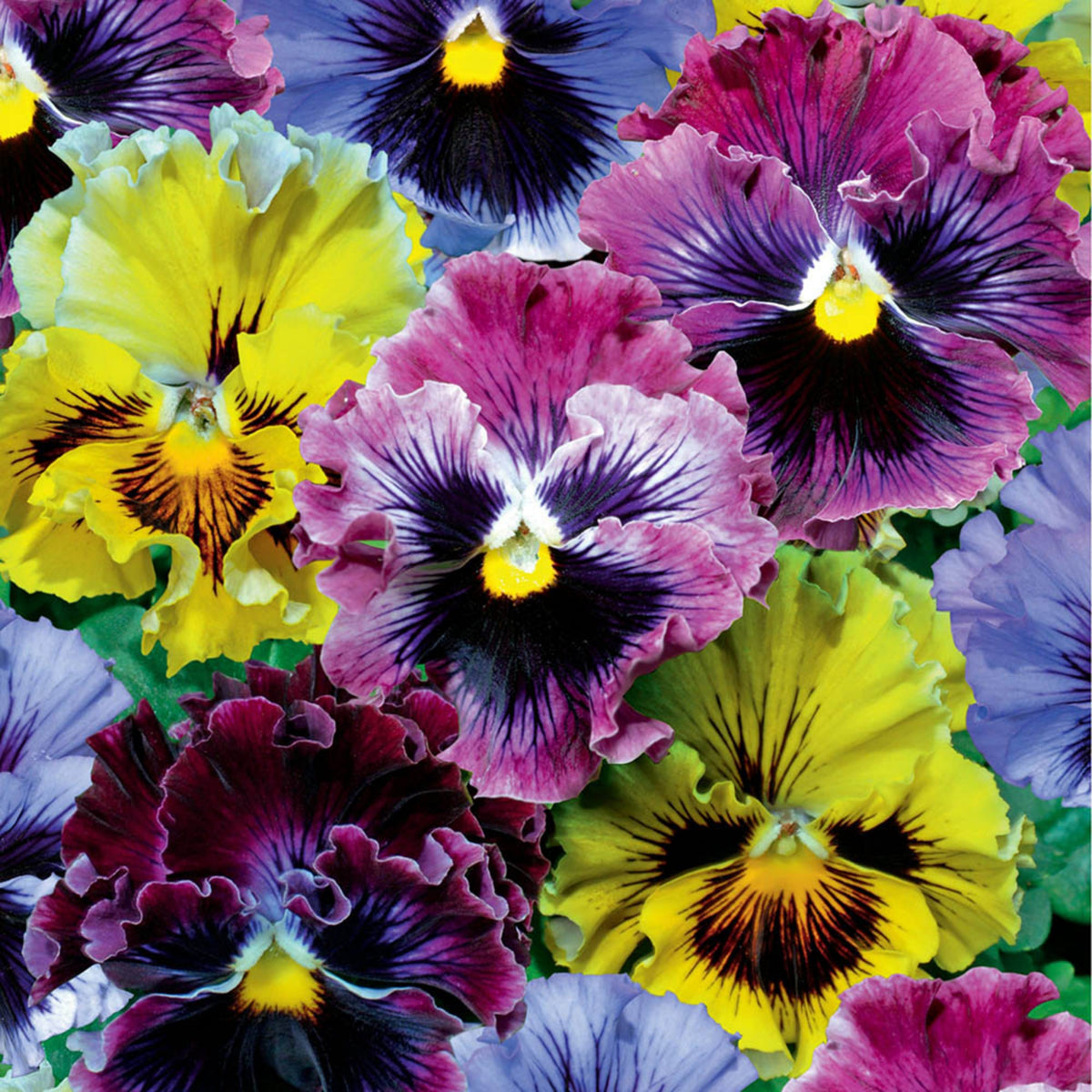Frizzle Sizzle Mix Pansy Viola × Wittrockiana Seeds, 25+ seeds