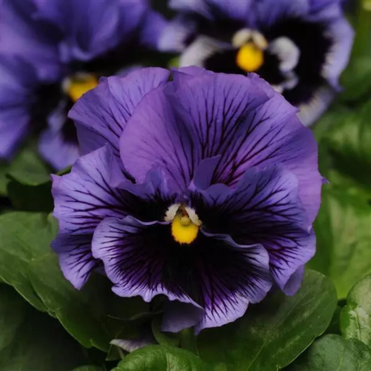 Frizzle Sizzle Mix Pansy Viola × Wittrockiana Seeds, 25+ seeds